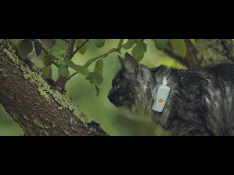 Weenect XS : Pub Chat - FR [Publicités]