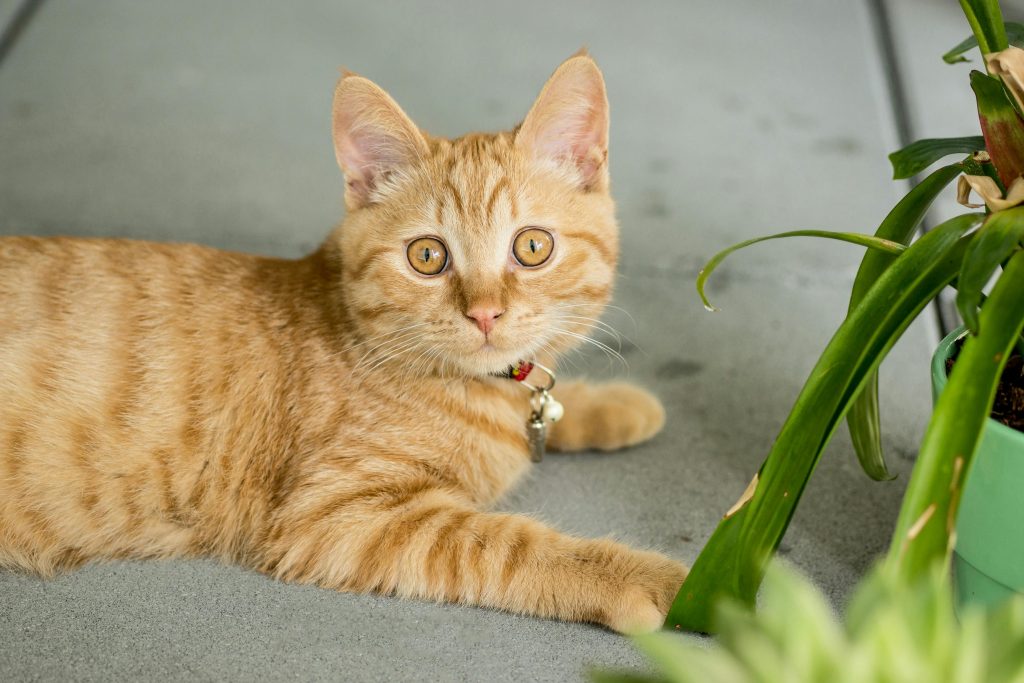 Chat portant un traceur GPS