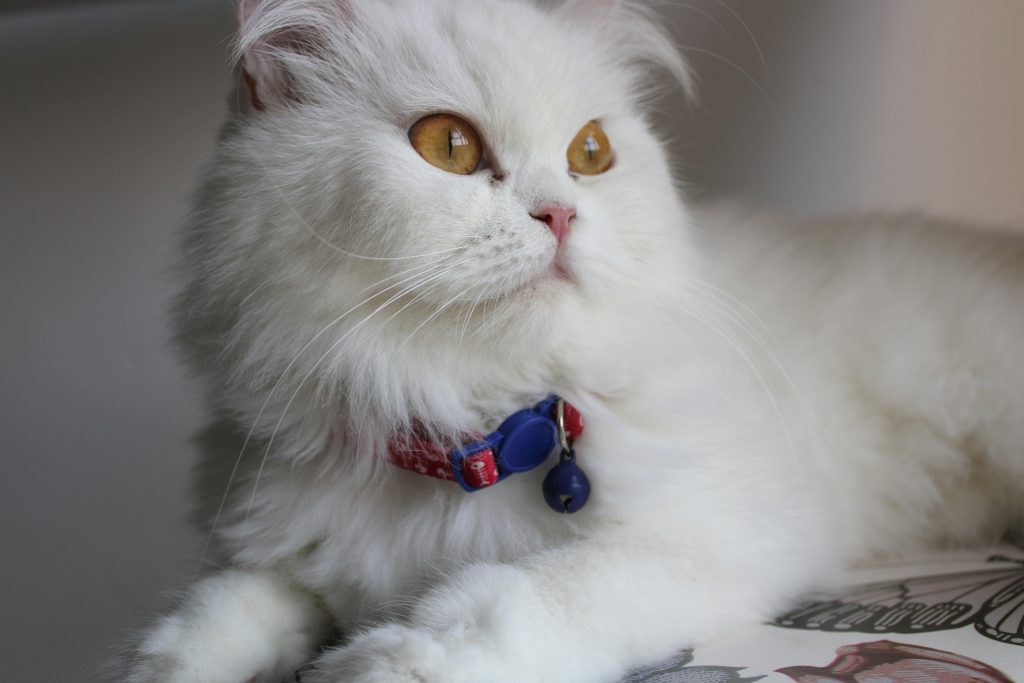 chat-collier