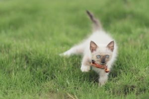 chaton dans l'herbe avec un collier traceur gps