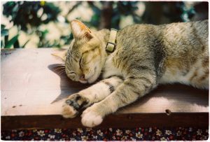 Un chat portant un traceur GPS qui dort paisiblement dehors