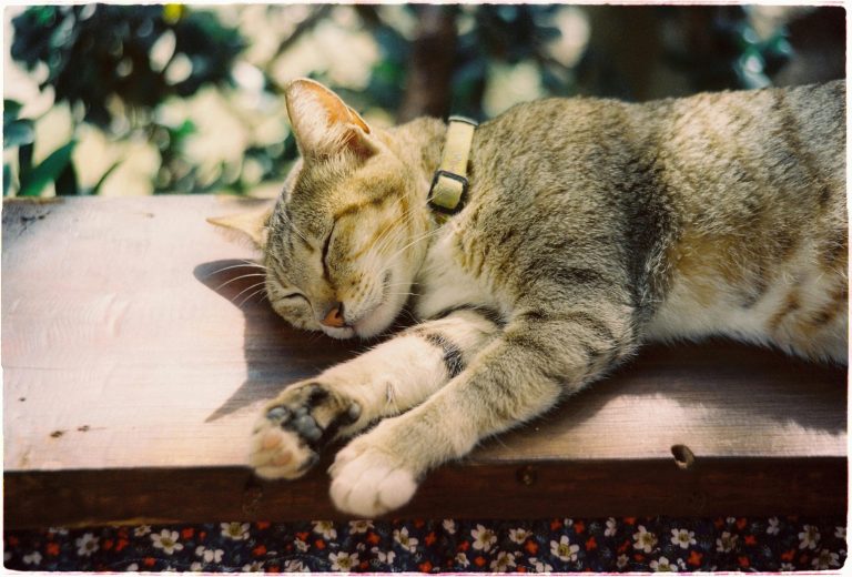 Un chat portant un traceur GPS qui dort paisiblement dehors