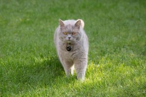 Chat portant un collier GPS Feelloo