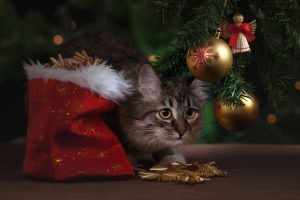 Un chat couché dans un objet de Noel