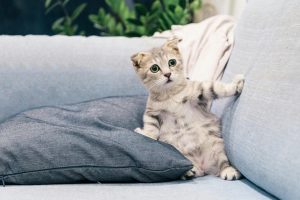 Cute Scottish Fold kitten sitting on a comfy sofa indoors, adding charm to any living space.