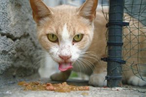 Close-up of a street cat in Istanbul licking food on the ground with green eyes.