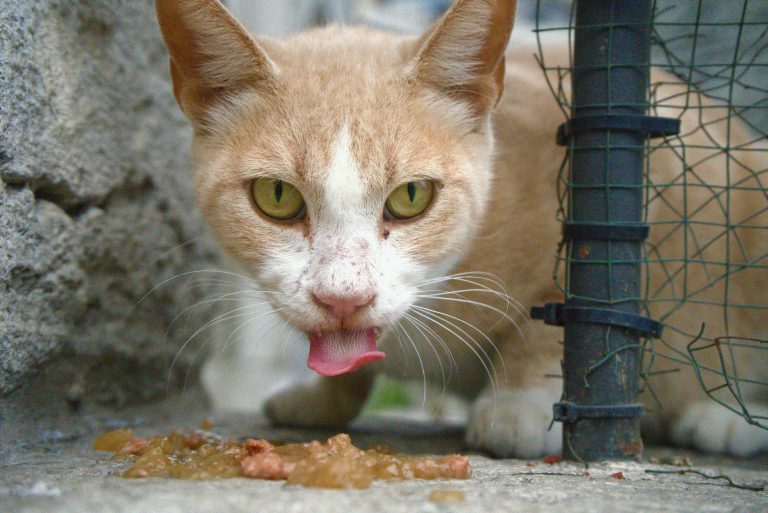Close-up of a street cat in Istanbul licking food on the ground with green eyes.