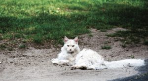 Serene white cat resting on sandy ground in a sunny outdoor environment.